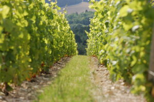 landskapsbild på vinrankor i champagne, palmer & co. chardonnay, pinot noir, pint meunier för wine table