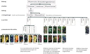 Schematiskt familjeträd över vindruvans historiska ampelografi