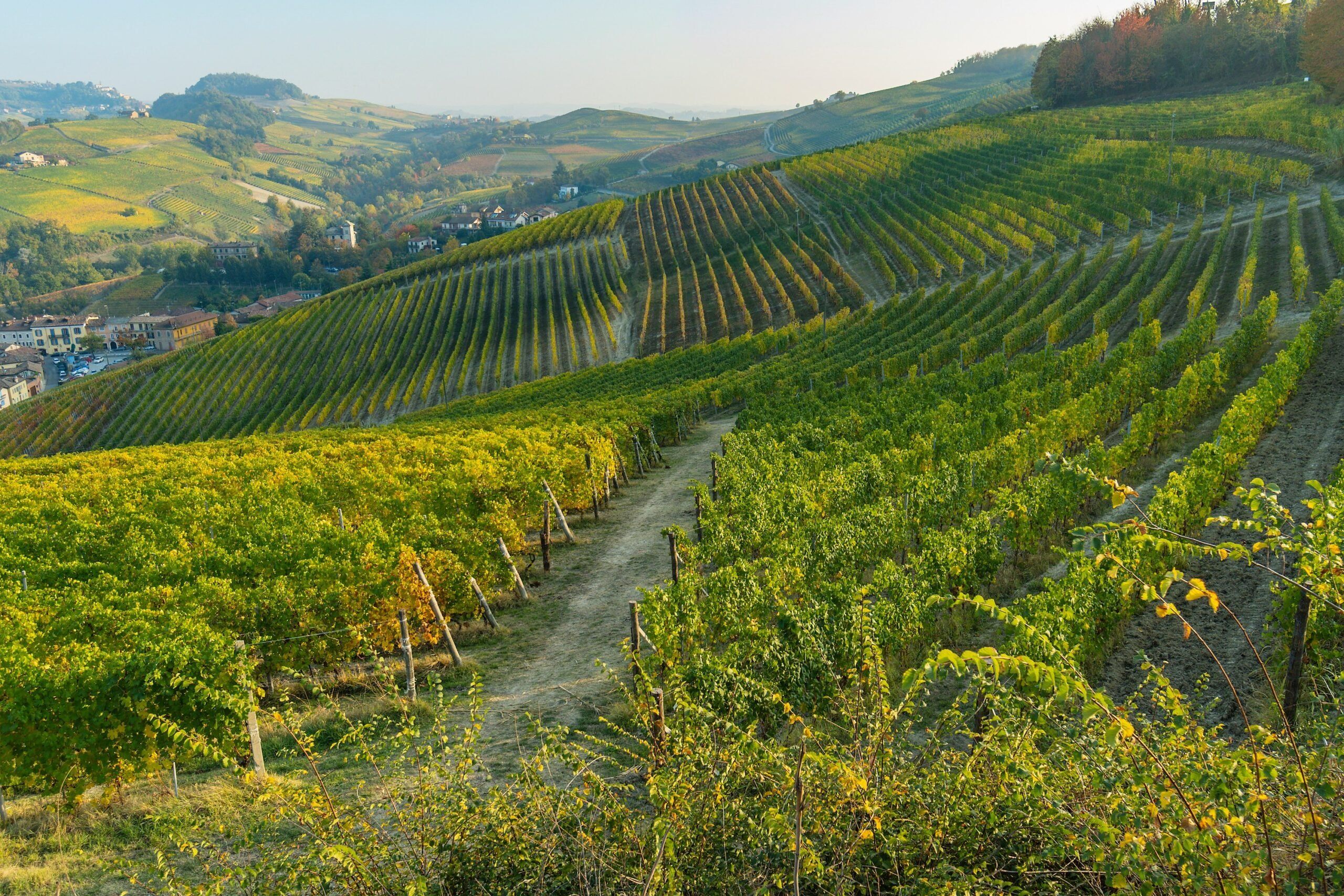 Dr. Anna Schneider, ampelografi och Nebbiolo Prima 2024